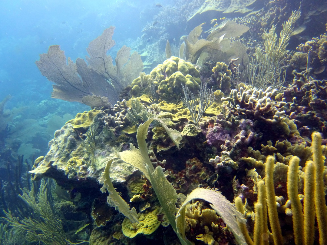 Diverspoint Puerto Plata-普拉塔港必去景点