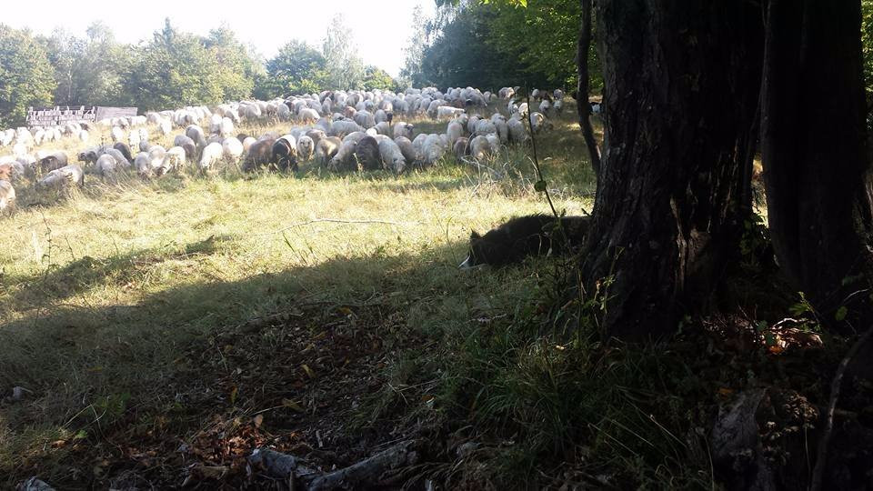 Transylvanian Wolf景点图片