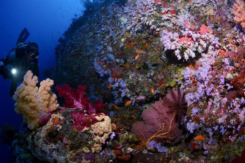 Dive Academy Fiji-Waiyevo必去景点