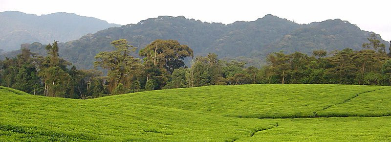 souvenier safaris-吉佳利必去景点