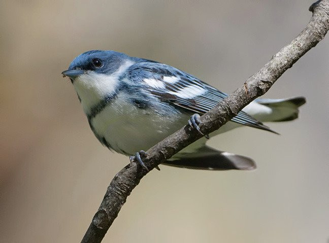 Birding Bob-纽约市必去景点