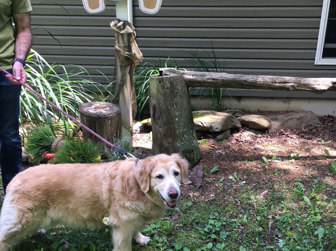 The Inn at Restful Paws主图