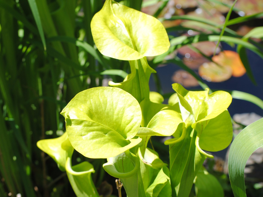Heronswood Garden景点图片
