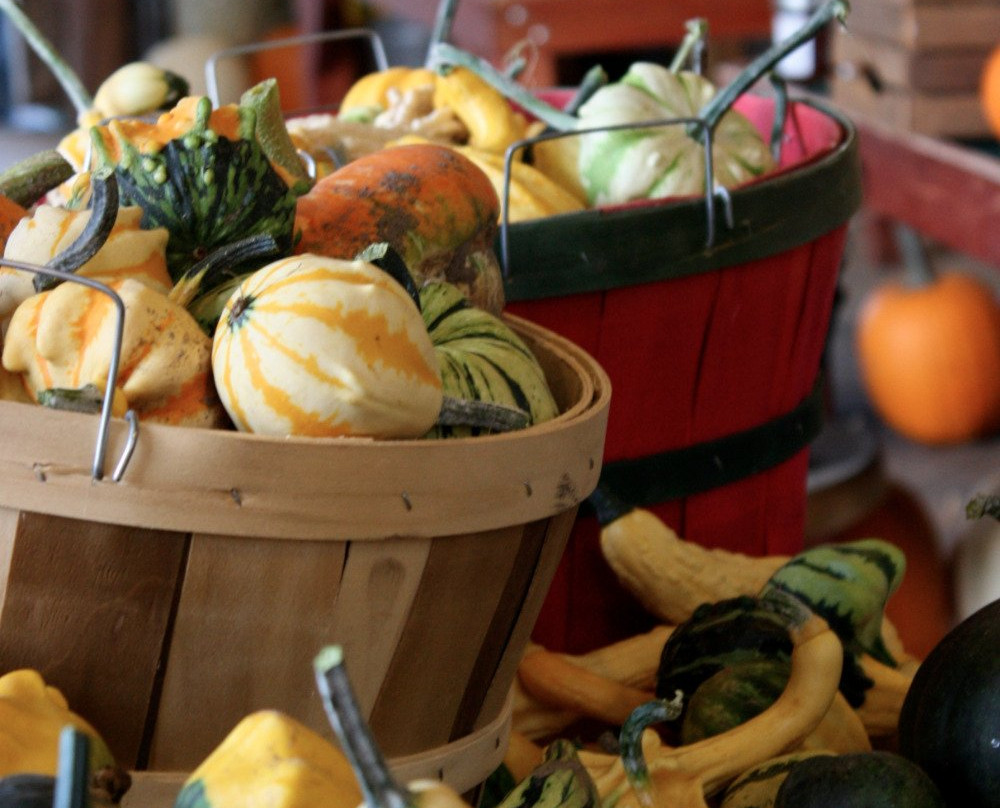 Coveyou Scenic Farm-皮托斯基必去景点