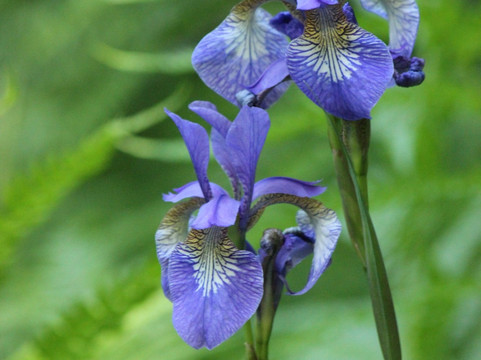 The Glades,  457 172 St, Surrey, Bc V3s 9p8-素里必去景点