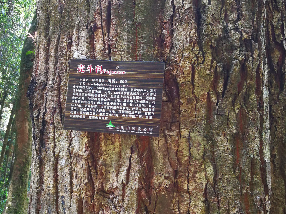 大围山保护区景点图片
