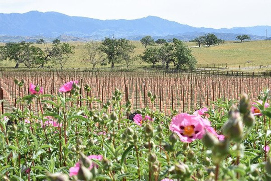 Evan's Ranch Wine Tasting Room-洛斯奥利沃斯必去景点