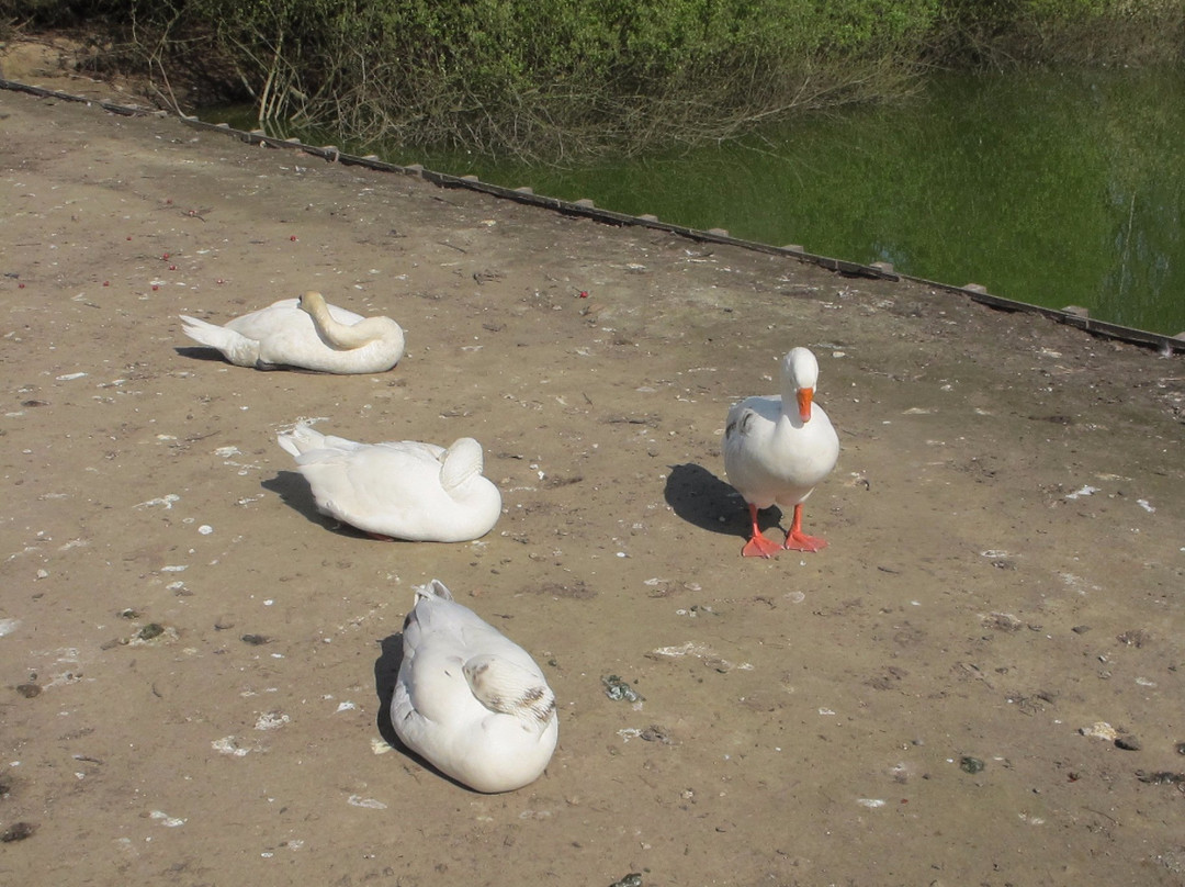 T'struisvogelnest