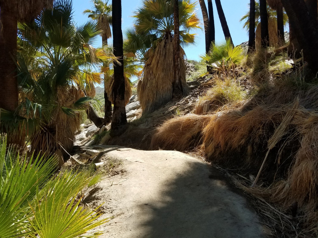 Palm Canyon Trail-棕榈泉市必去景点