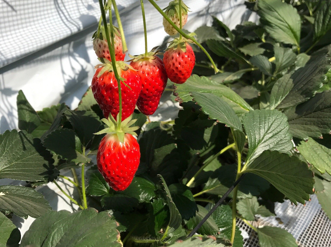 Sayama Berry Land-狭山市必去景点