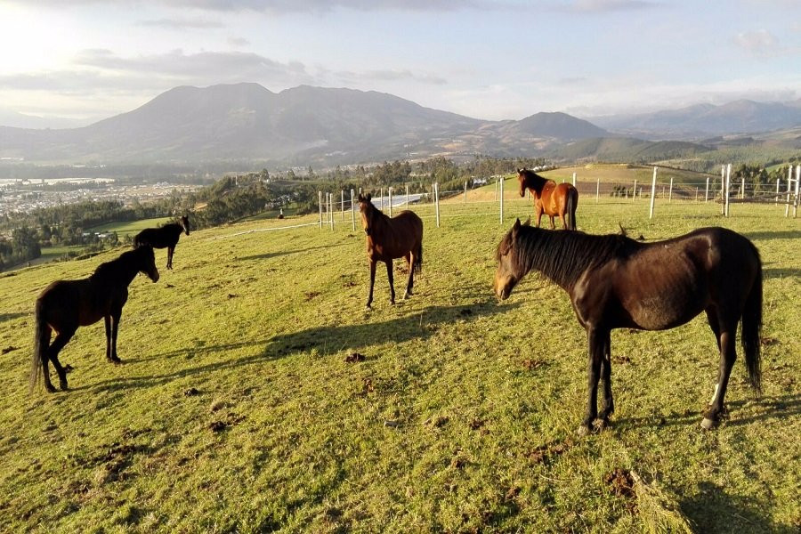 PapaGayo North Hosteria - Horseback Riding-Cayambe必去景点