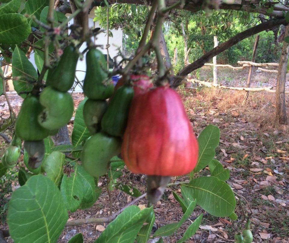 Shaan and Jeevan's Eco-Farm-兰塔岛必去景点