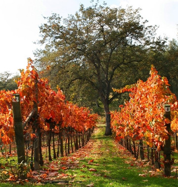 Westbrook Wine Farm-O Neals必去景点