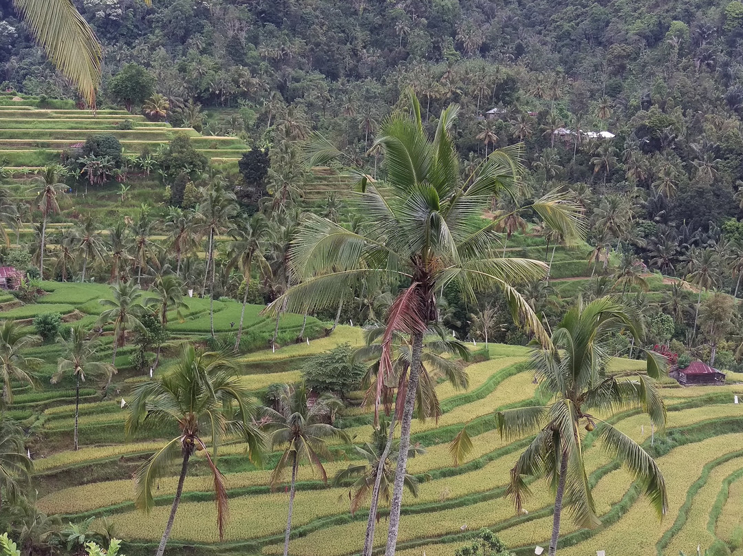 Bali Driver Ketut - Bali Local Private Driver-克罗柏坎必去景点