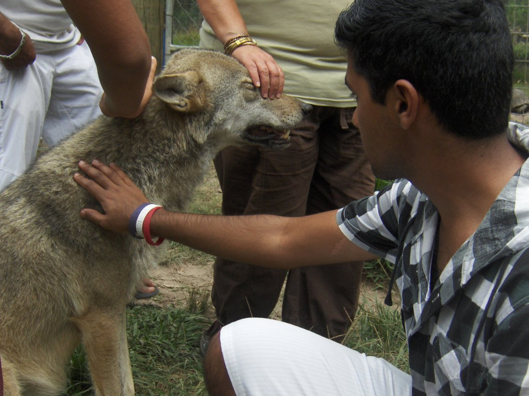 Tsitsikamma Wolf Sanctuary-Witelsbos必去景点