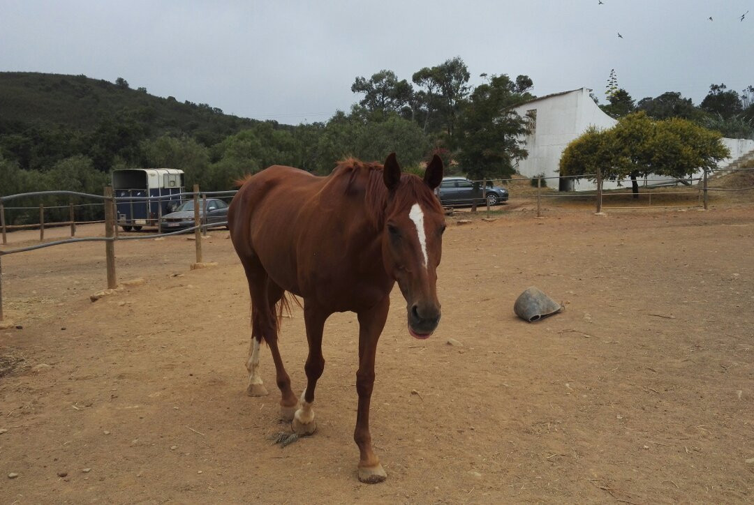 QPA Horse Riding Centre景点图片