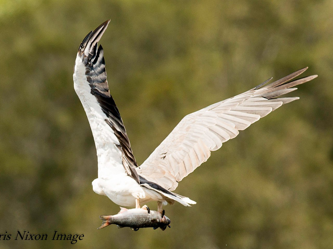 Camden Haven Cruises-Laurieton必去景点