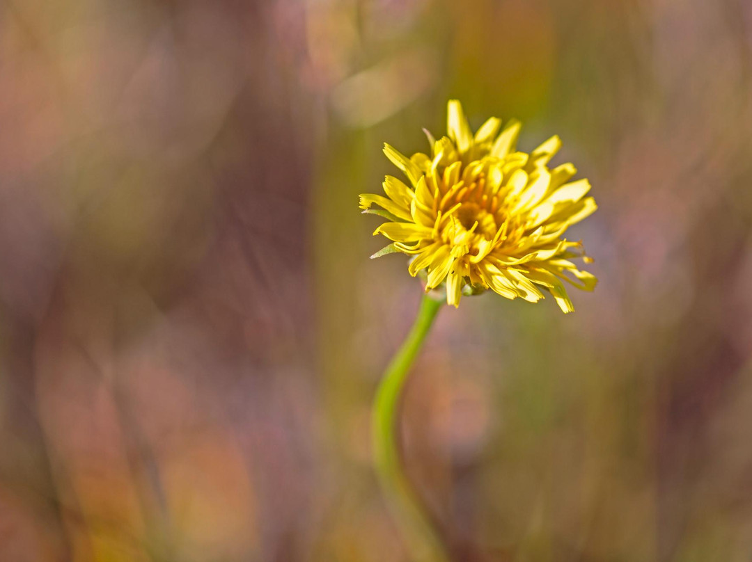 Mima Mounds Natural Area Preserve-奥林匹亚必去景点