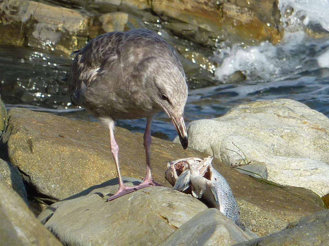 Glenn E. Vedder Ecological Reserve - Underwater Park and Tidepools-拉古纳海滩必去景点