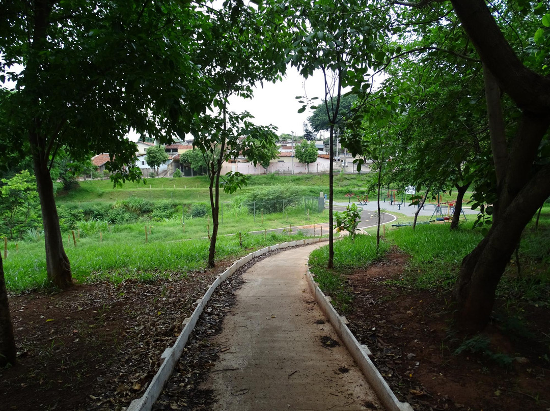 Bosque do Parque União景点图片