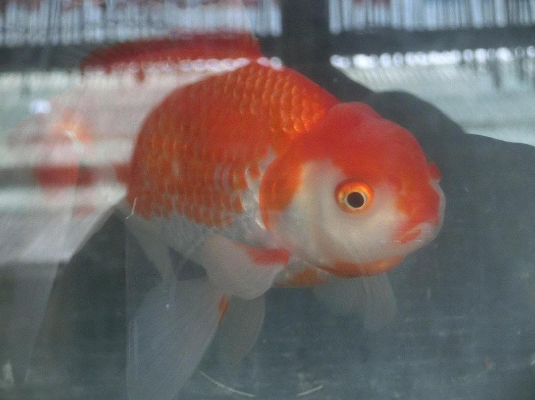Koriyama Goldfish Museum景点图片