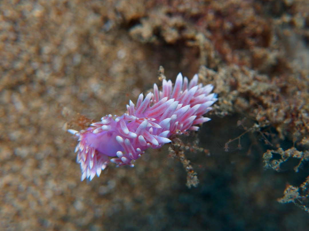 Native Diving Puerto del Carmen-卡门港必去景点