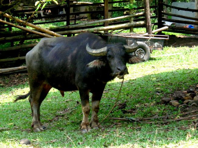Guimaras Wonder's Farm景点图片