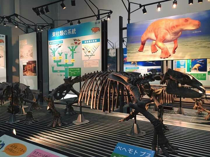 足寄动物化石博物馆-足寄町必去景点