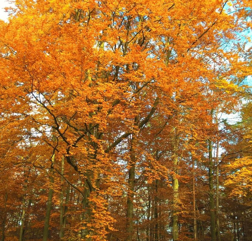 Naturpark Schönbuch景点图片