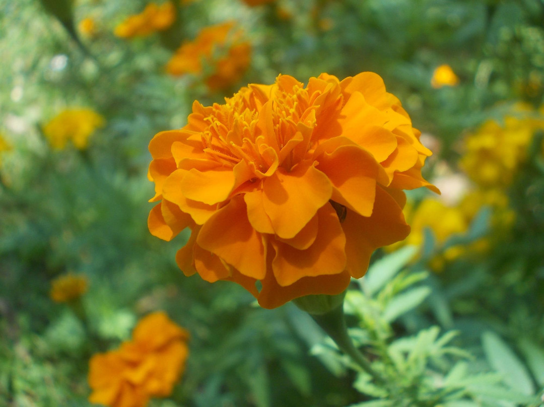 Taman Bunga Wiladatika Cibubur-雅加达必去景点