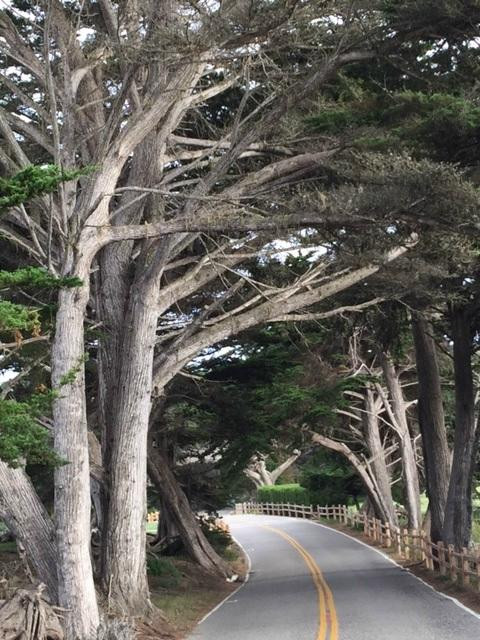 Cypress Point Golf Club-圆石滩必去景点