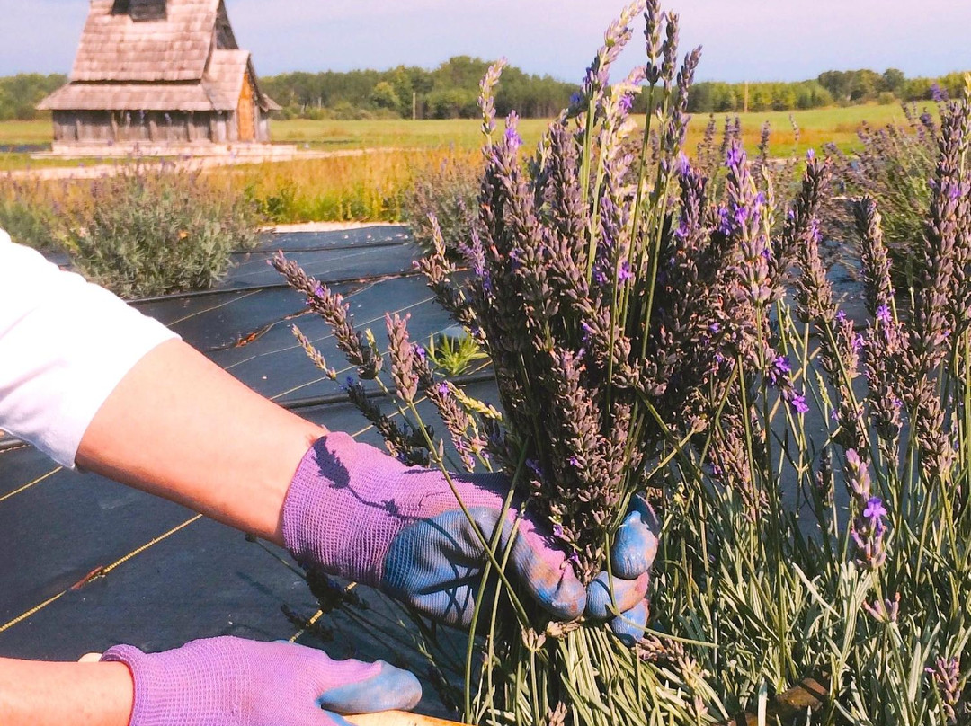 Island Lavender Farm Market-Ephraim必去景点