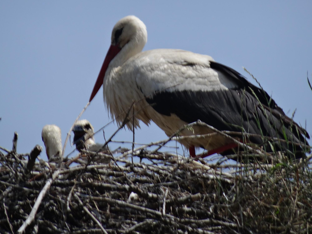 Lonjsko Polje Nature Park景点图片
