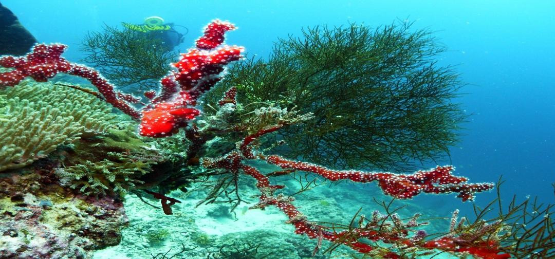 Enbali - Day Tours-登巴萨必去景点