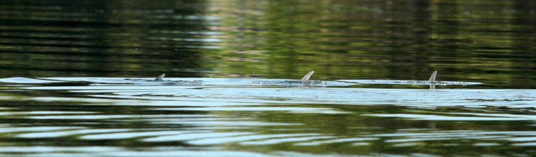 Fly Fish Isla Blanca-Isla Blanca必去景点