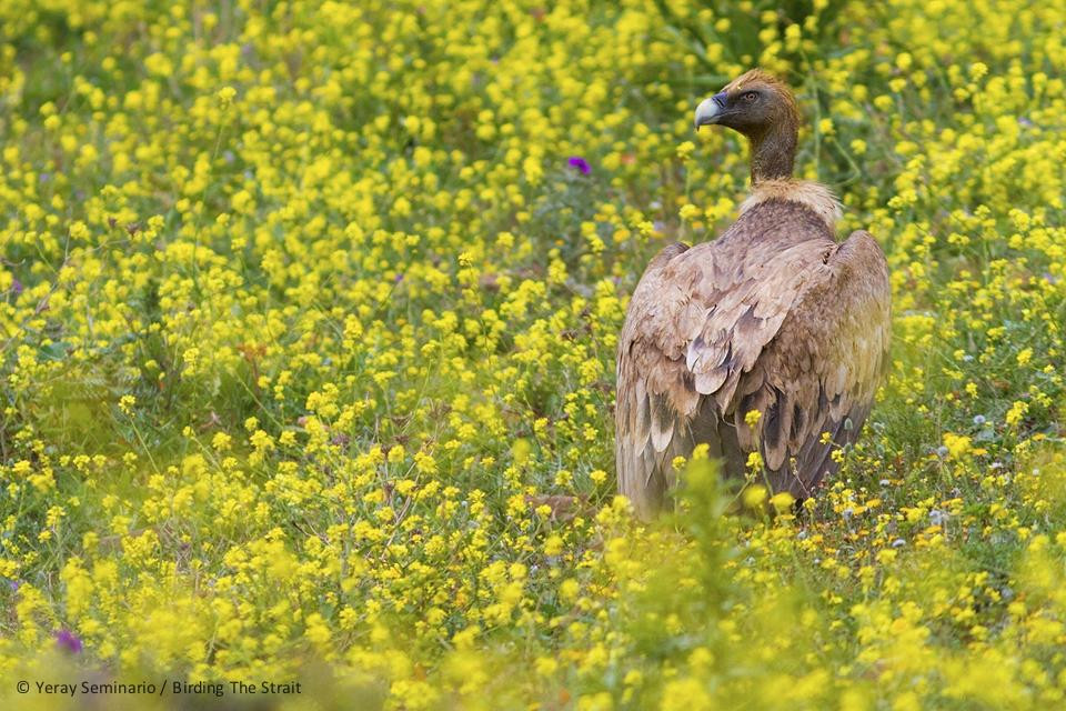 Birding The Strait景点图片