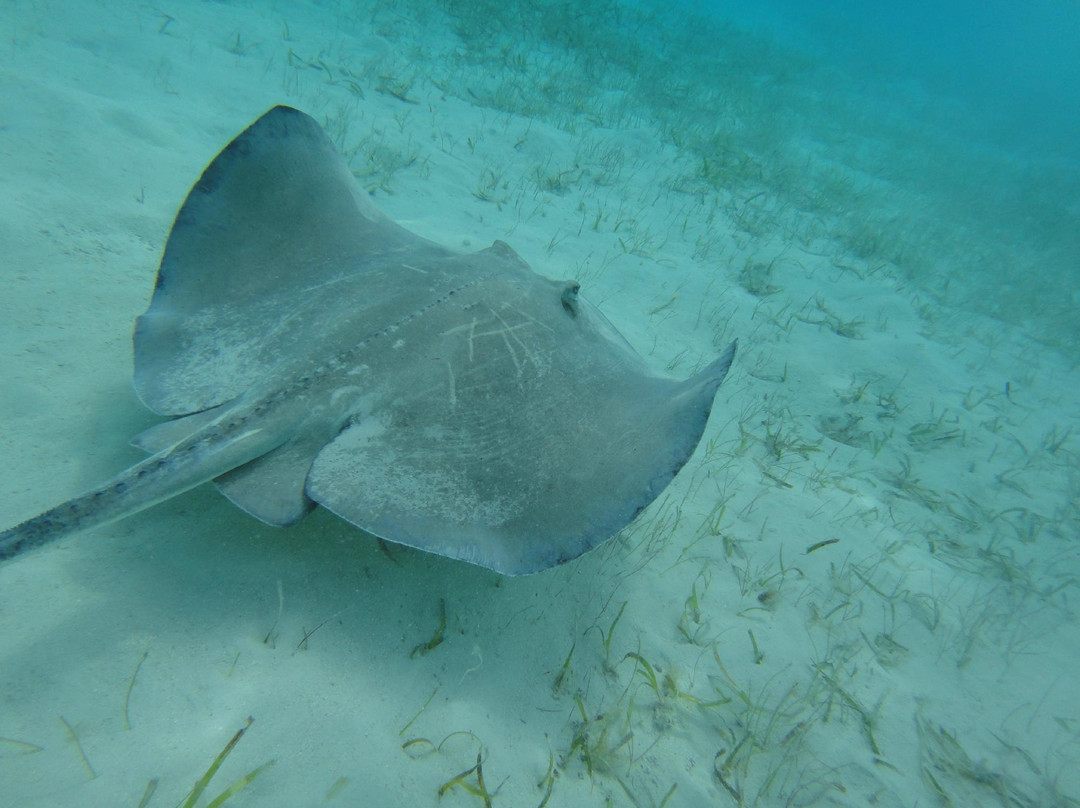 Stingray City Bahamas-Great Harbour Cay必去景点