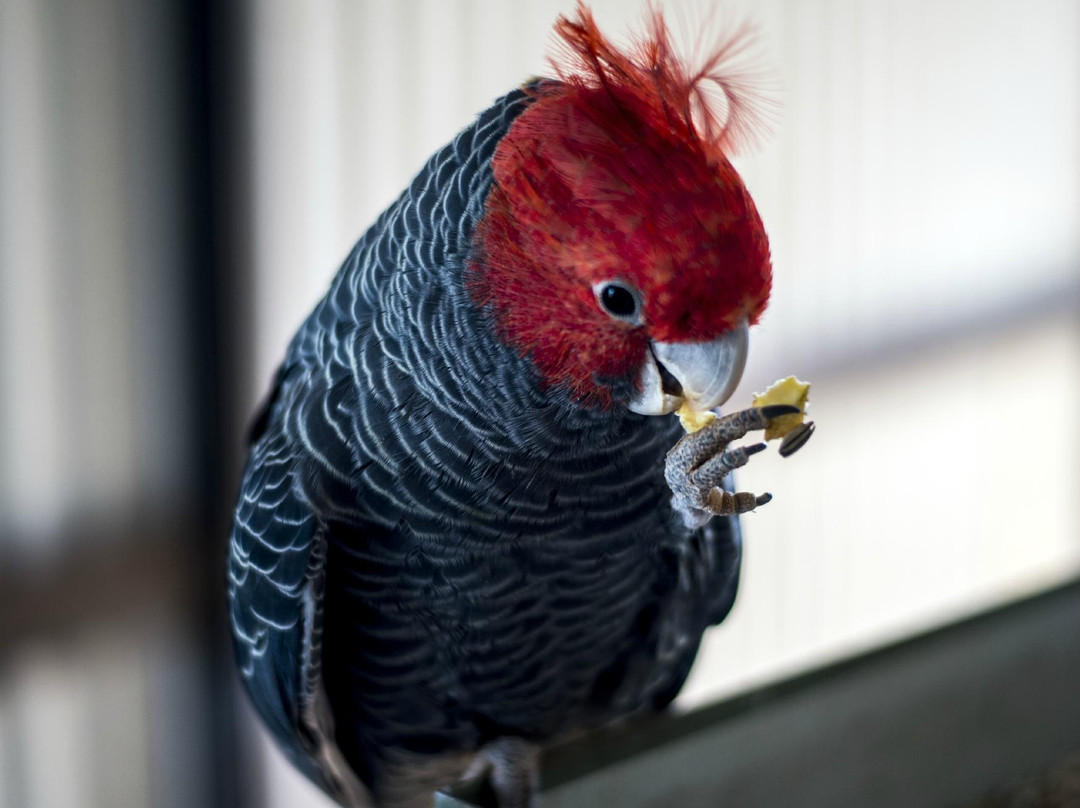 12 Mile Bird Park景点图片