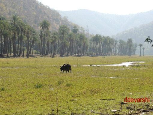 Jamva Ramgarh Wildlife Sanctuary-斋蒲尔必去景点