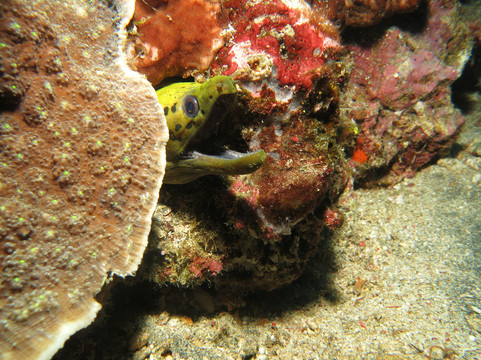 Two Fish Divers Lembongan-蓝梦岛必去景点