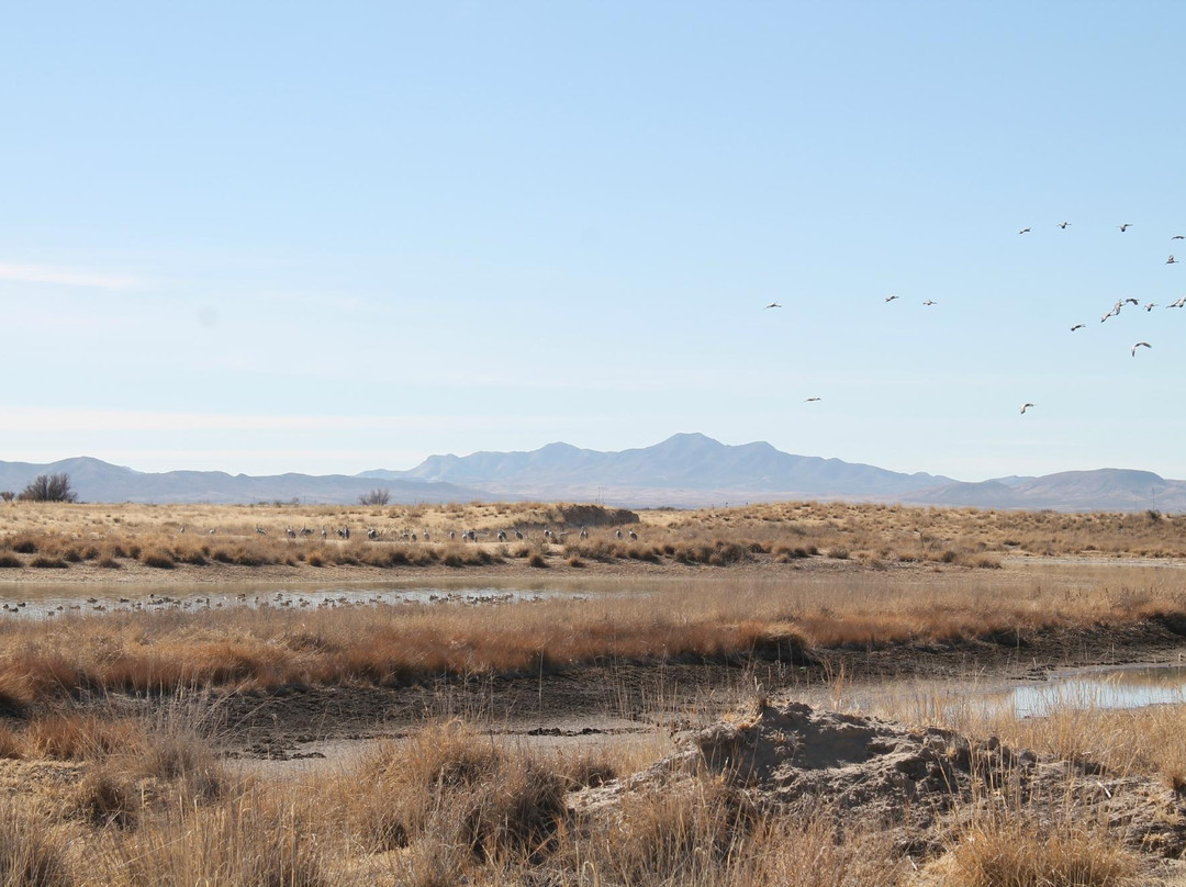 Willcox Playa Wildlife Area-Willcox必去景点