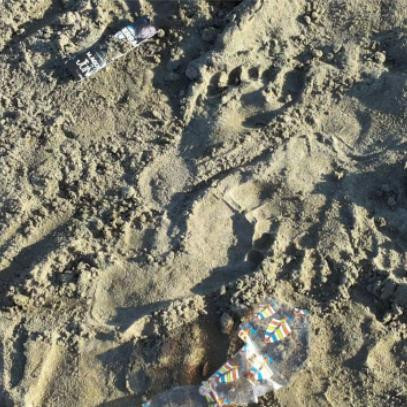 Spiaggia Della Feniglia景点图片