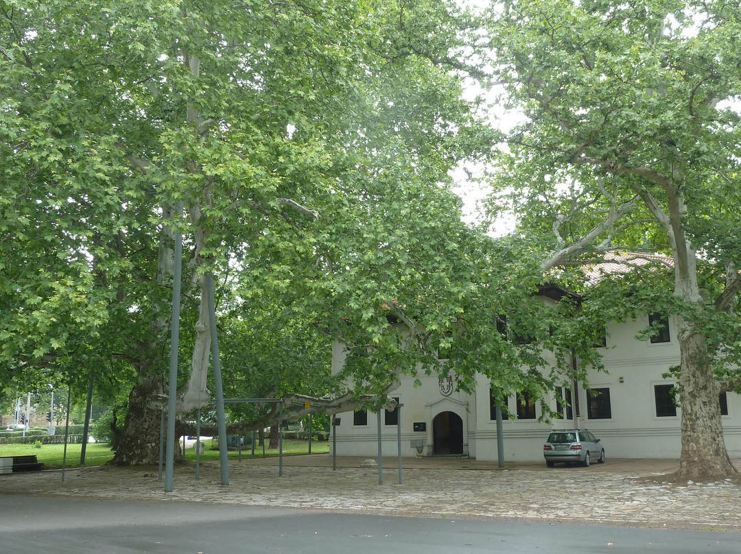 London plane tree-贝尔格莱德必去景点