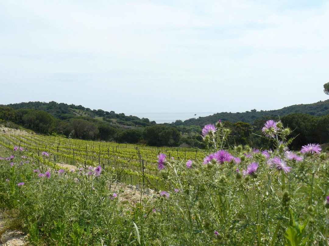 Ramatuelle旅游景点-Domaine La Tourraque