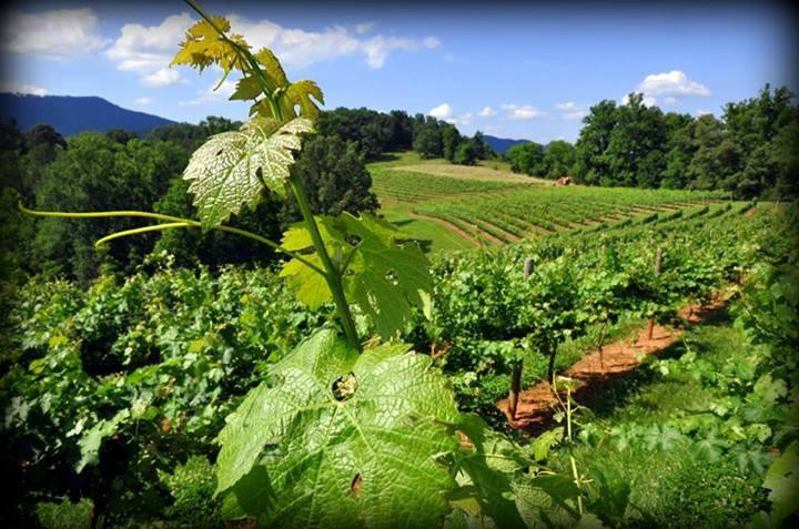 Addison Farms Vineyard-Leicester必去景点