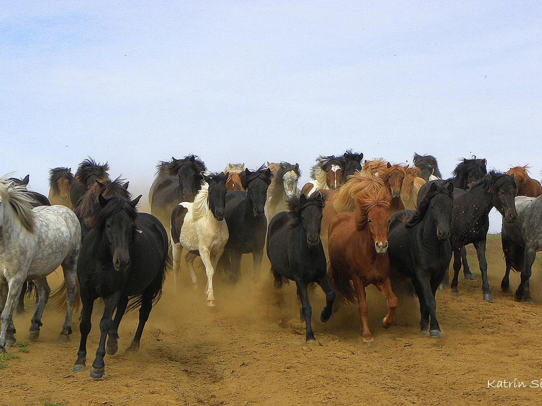 Icelandic HorseWorld-海拉必去景点