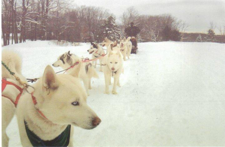 Arctic Paws Dog Sled Tours景点图片