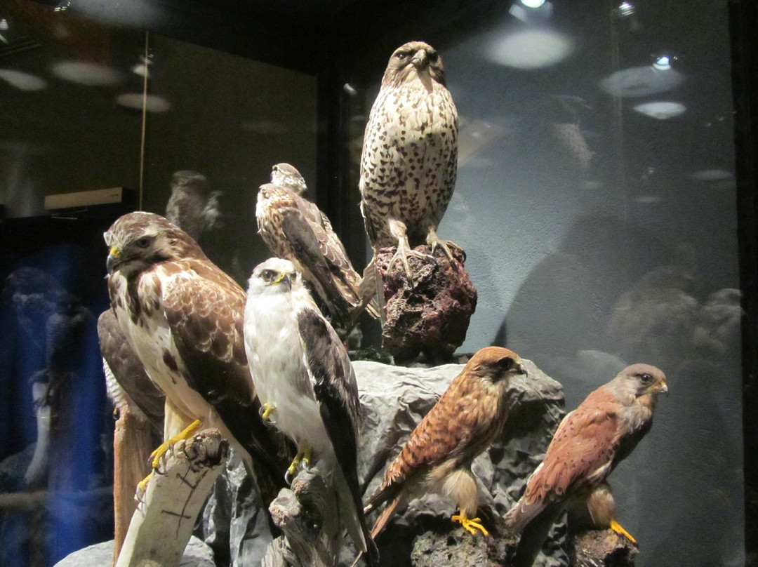 Sigurgeirs Bird Museum-雷克雅里德必去景点