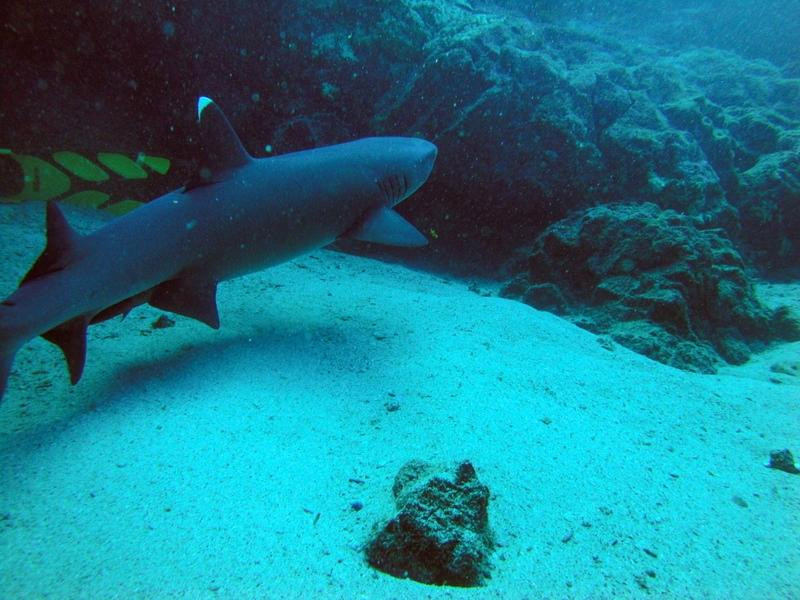 Galapagos Underwater-Puerto Baquerizo Moreno必去景点