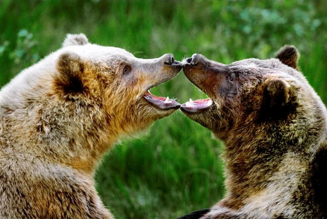 Trones旅游攻略图片